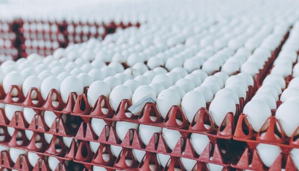 Jak nowoczesne technologie zmieniają polską hodowlę drobiu?